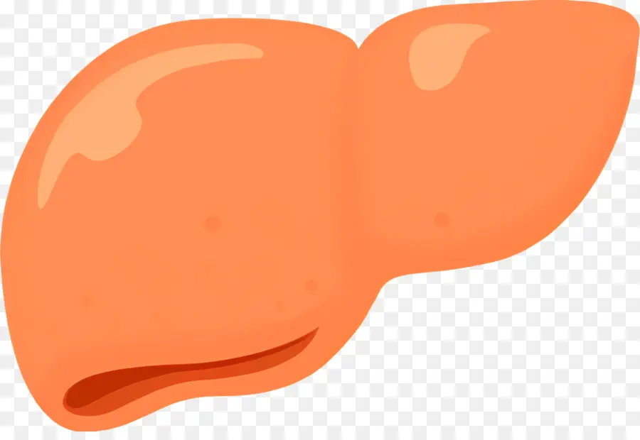 Foie，Le Foie Humain PNG