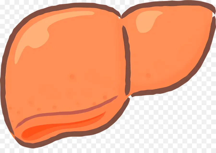 Foie，Le Foie Humain PNG