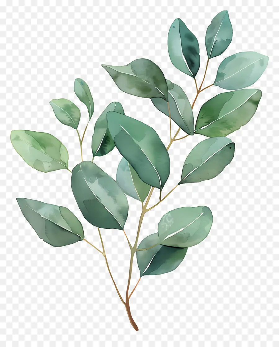 Branche D'eucalyptus，Arbre D'eucalyptus PNG