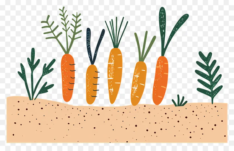 Carottes，Jardin PNG