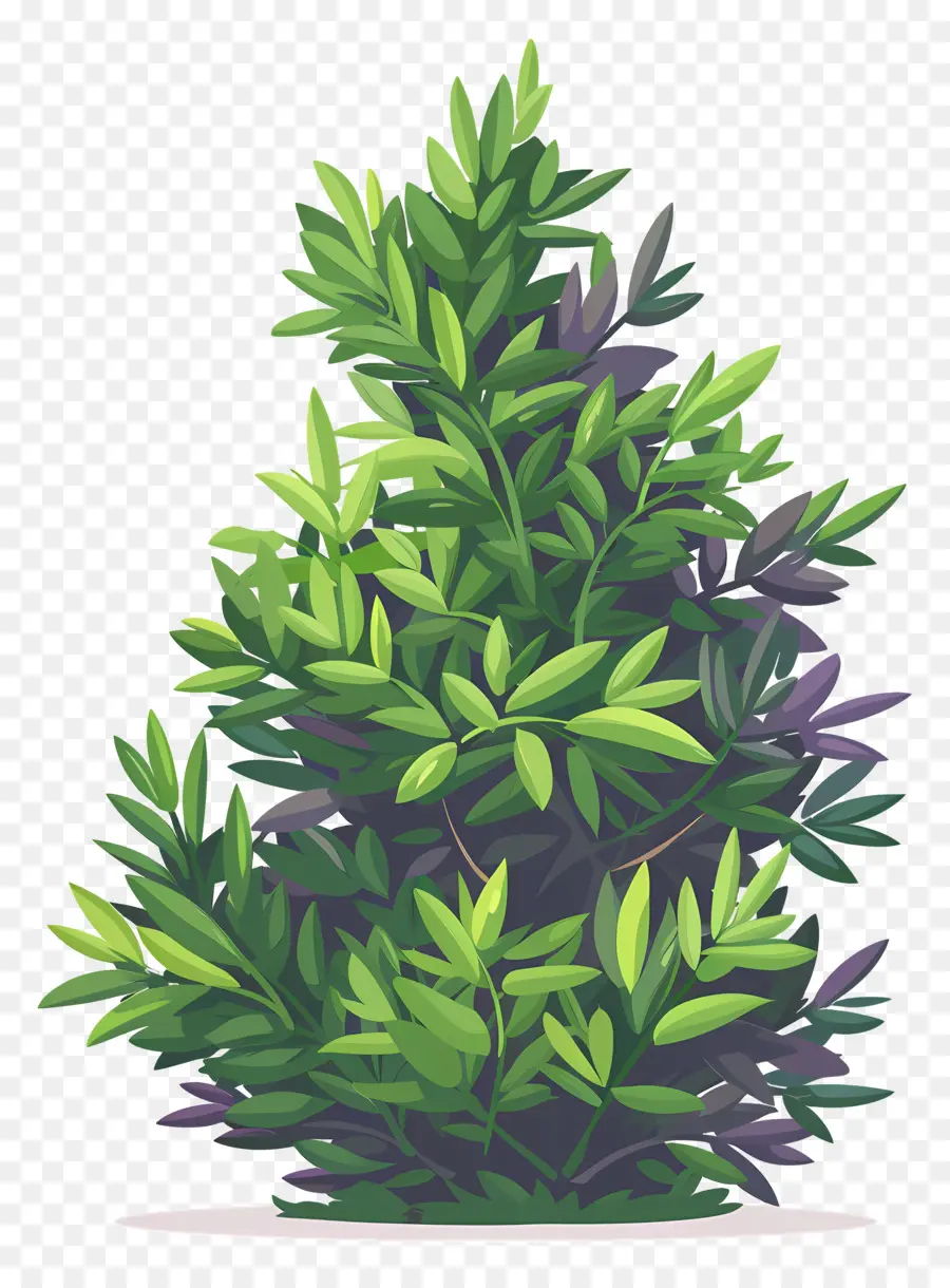 Arbuste À Feuilles Persistantes，Bush PNG