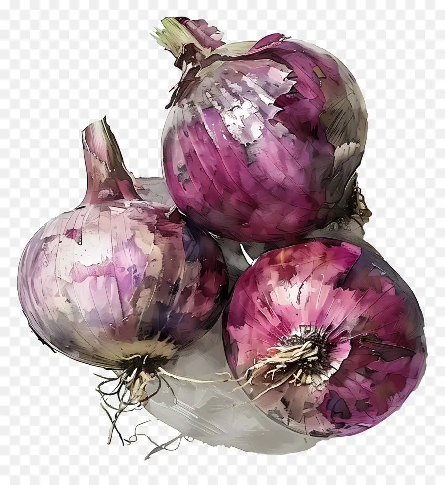 Oignons，Violet Oignons PNG