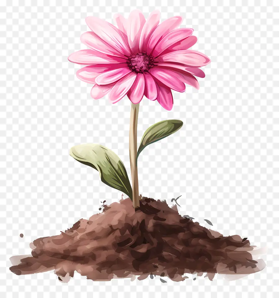 Fleur Rose，Fleur En Fleurs PNG