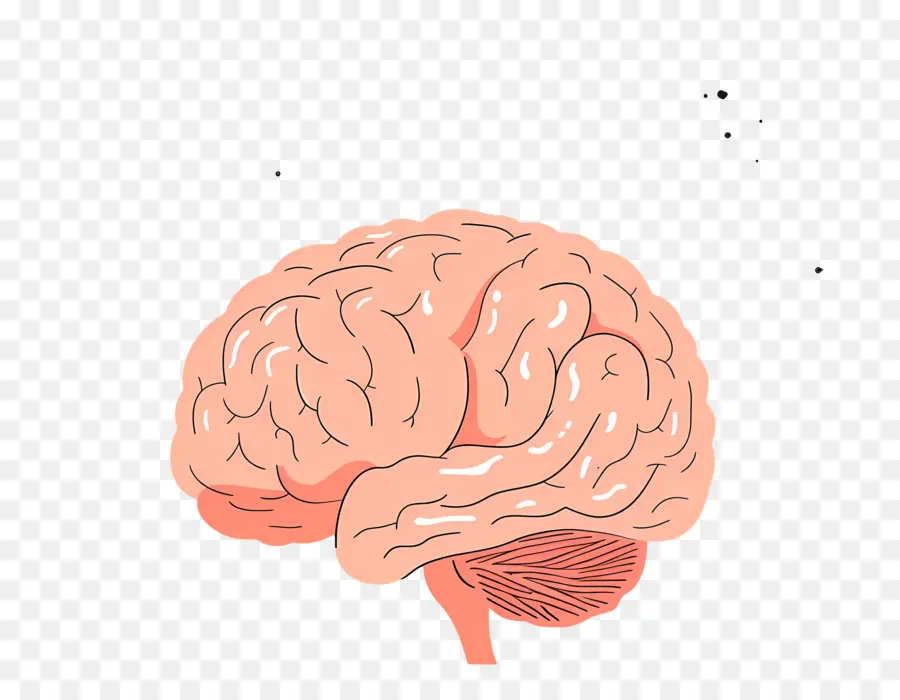 Cerveau，Le Cerveau Humain PNG