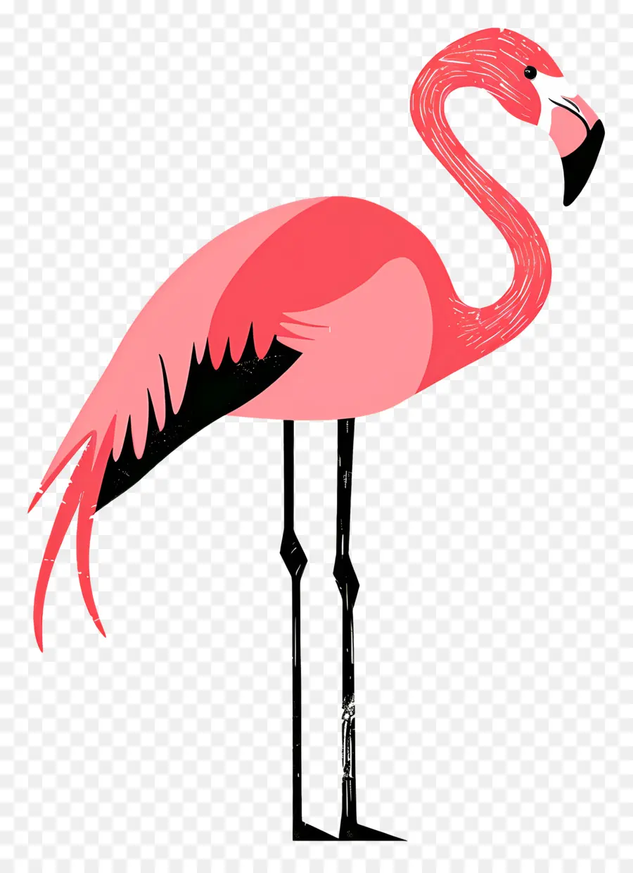 Flamingo，Flamant Rose PNG