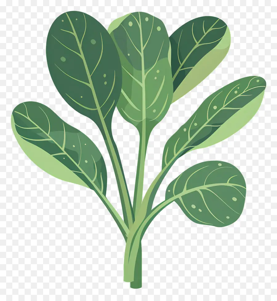 Les épinards，Plante Verte Feuillue PNG