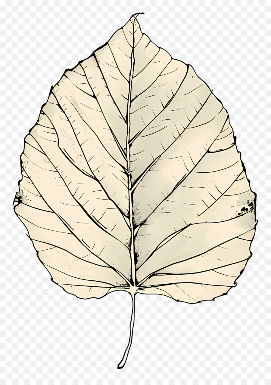 Feuille，Le Blanc De La Feuille PNG