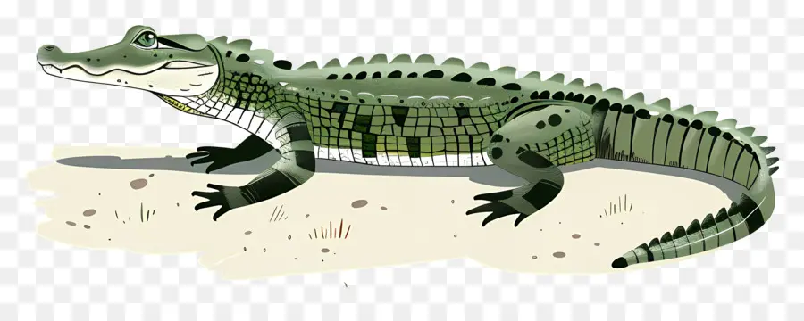 Alligator，Crocodile PNG