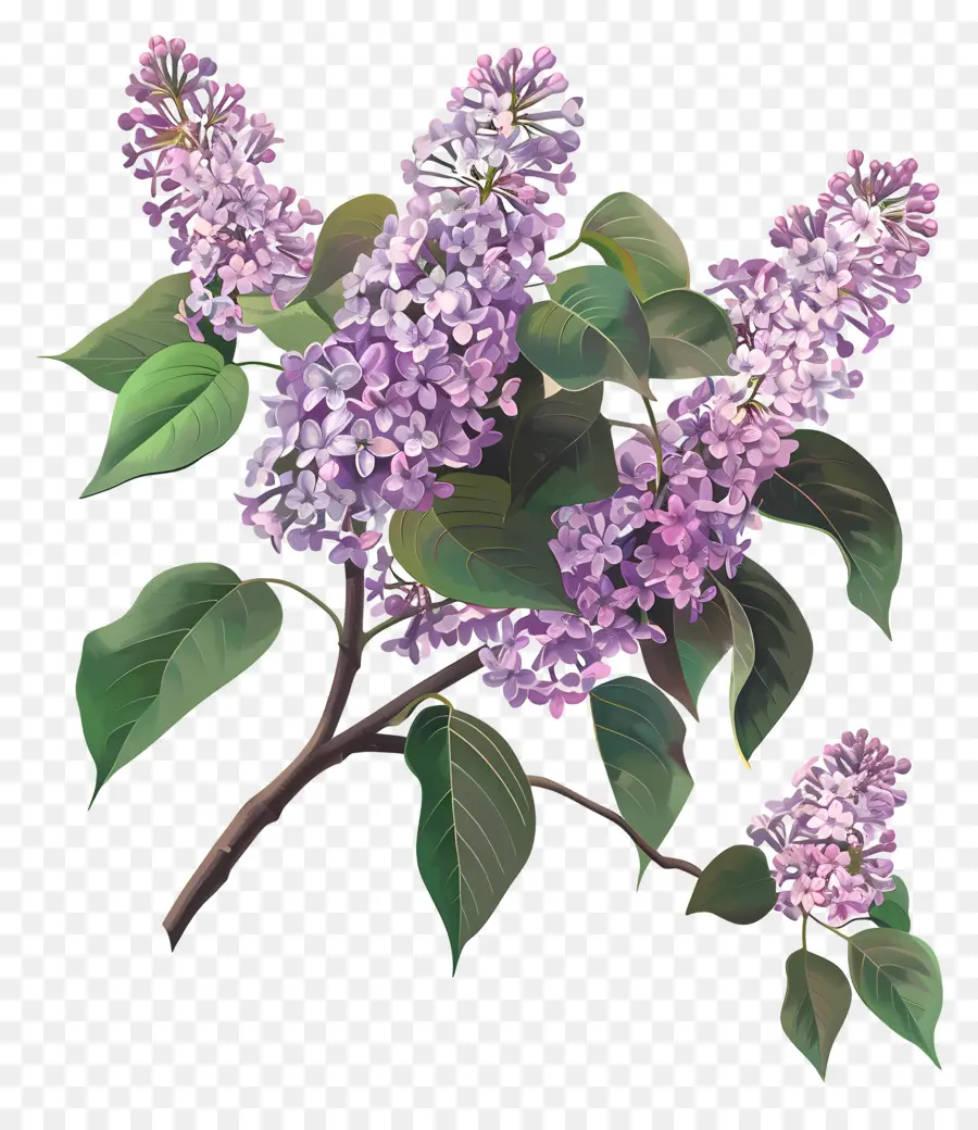 Chinois Lilas，Les Lilas PNG