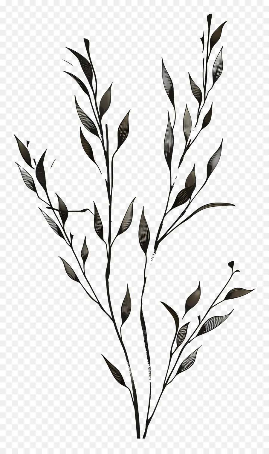 Brin De Saule，Feuilles Blanc PNG