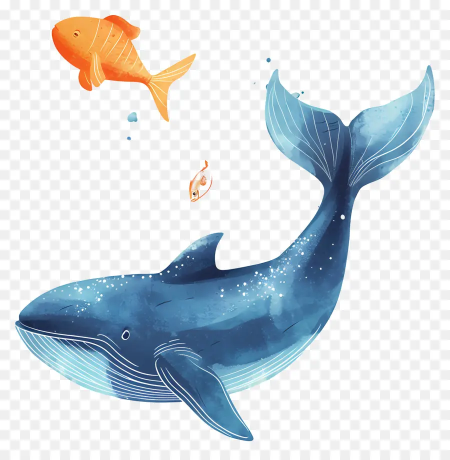 Baleine Et Poisson，Baleine Bleue PNG