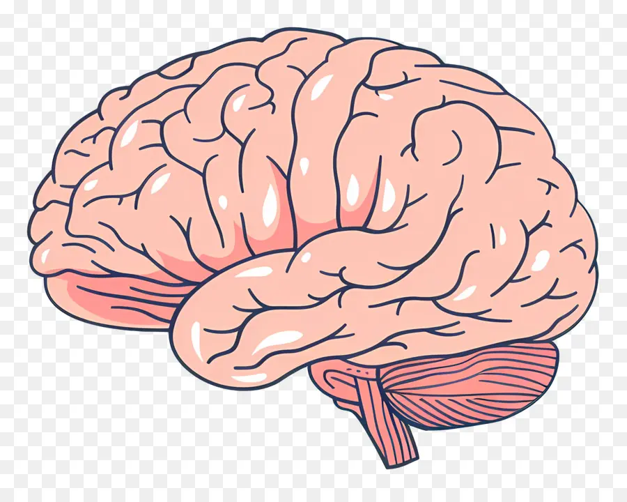 Cerveau，Le Cerveau Humain PNG