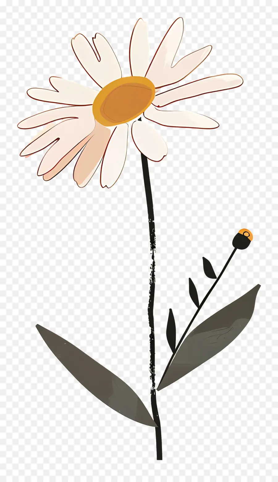 Daisy，Fleur De Marguerite PNG