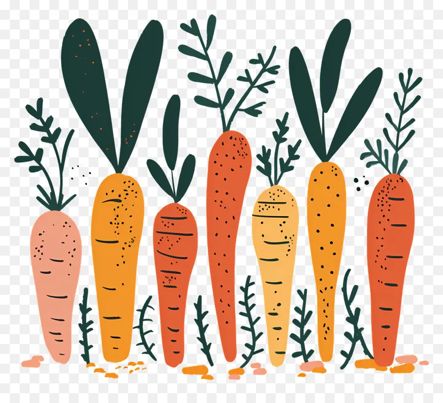 Patch，Les Carottes PNG