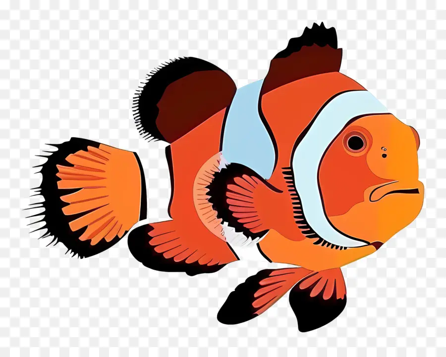 Poisson Clown，Des Poissons Clowns PNG