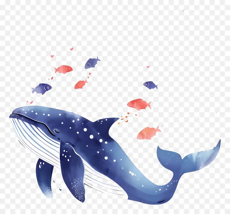 Baleine Et Poisson，Baleine PNG