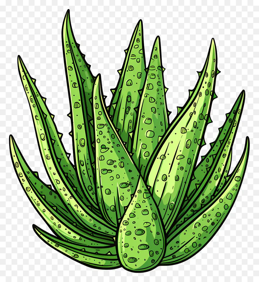 L'aloe Vera，Plante PNG