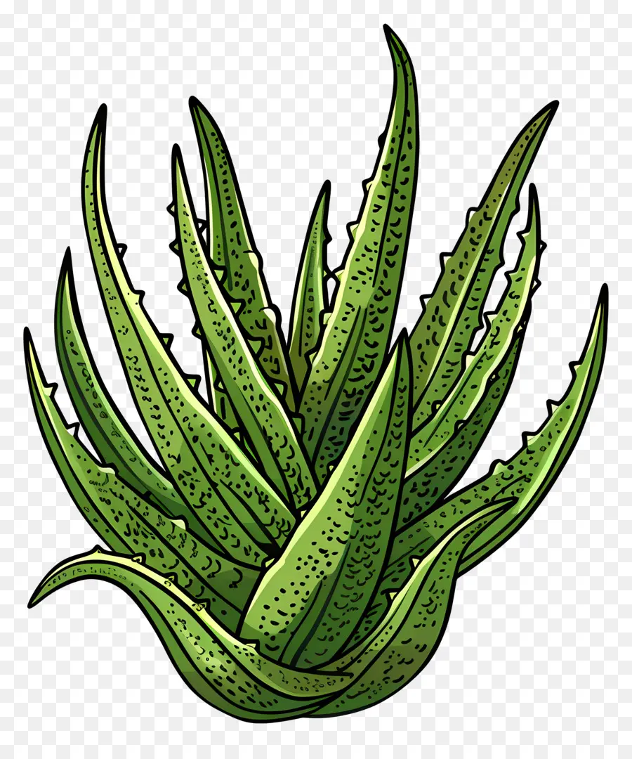 L'aloe Vera，Aloe Vera PNG