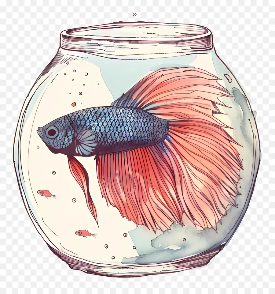 Betta Poissons，Aquarium PNG