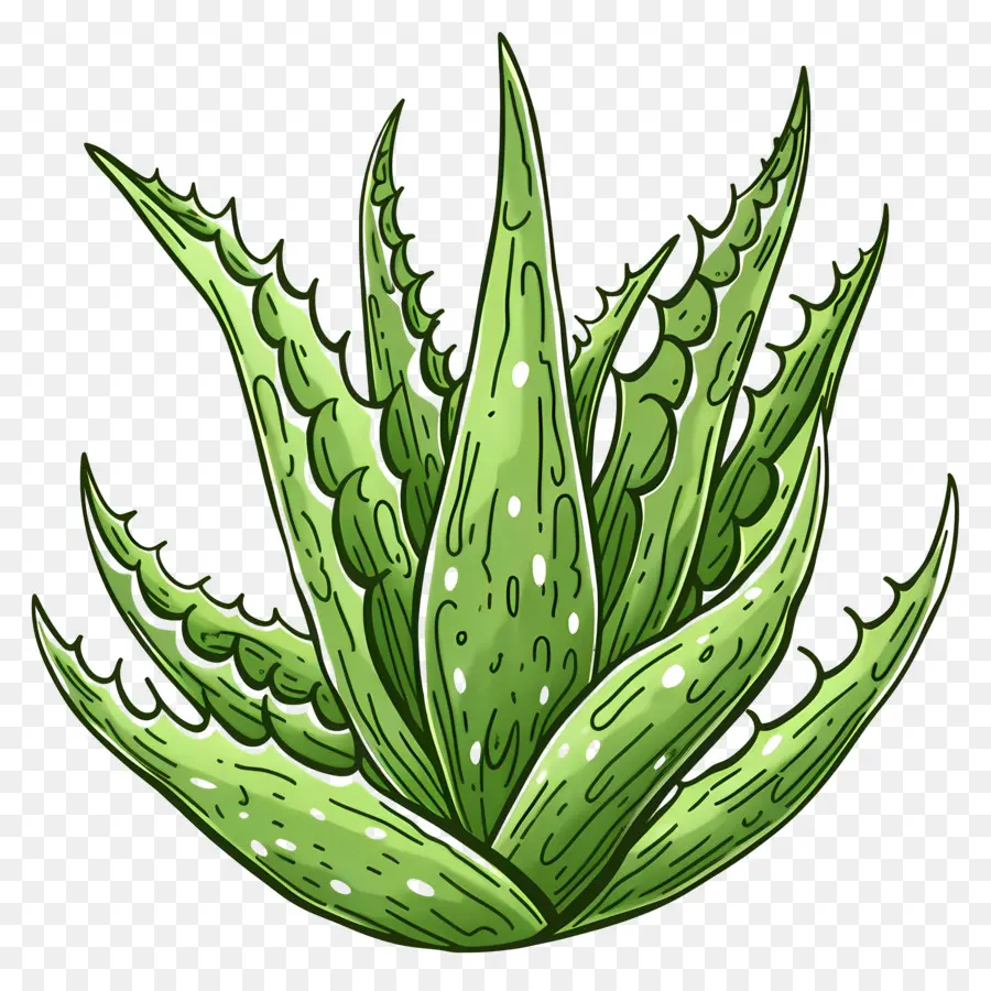 L'aloe Vera，Plante Verte PNG