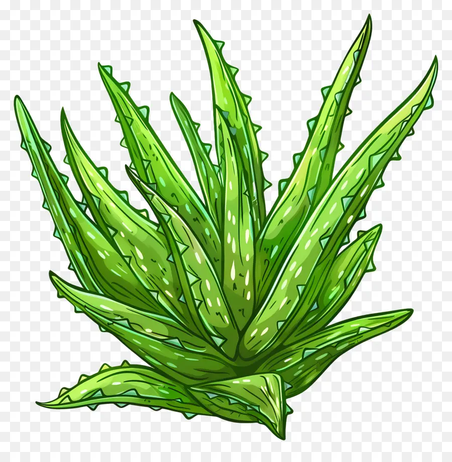 L'aloe Vera，Plante PNG