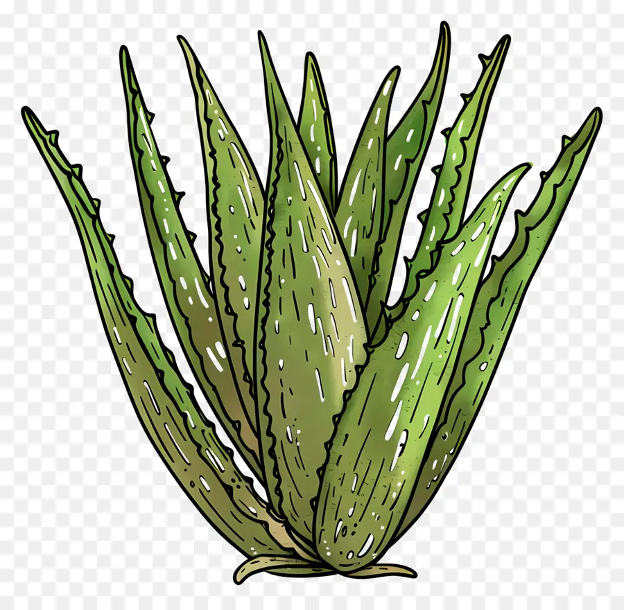 L'aloe Vera，Aloe Vera PNG