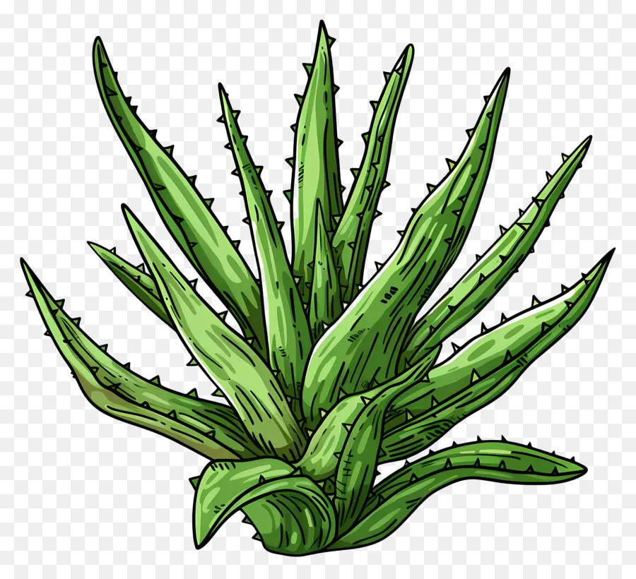 L'aloe Vera，Plante Médicinale PNG