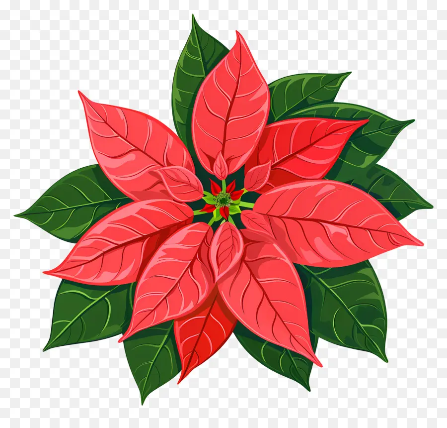 Fleur De Noël，Poinsettia PNG