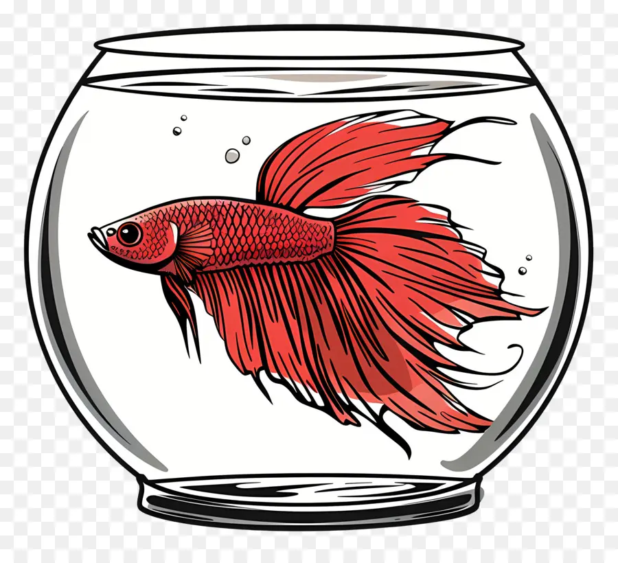 Betta Poissons，Aquarium PNG