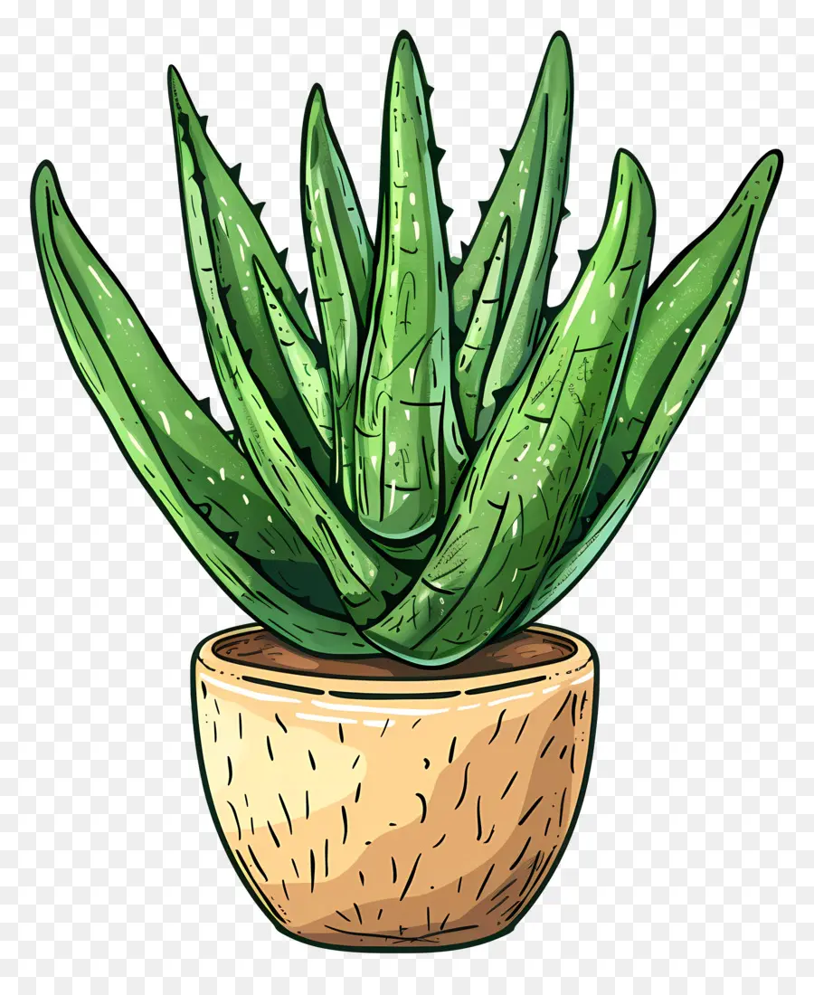 L'aloe Vera，Les Soins Des Plantes PNG