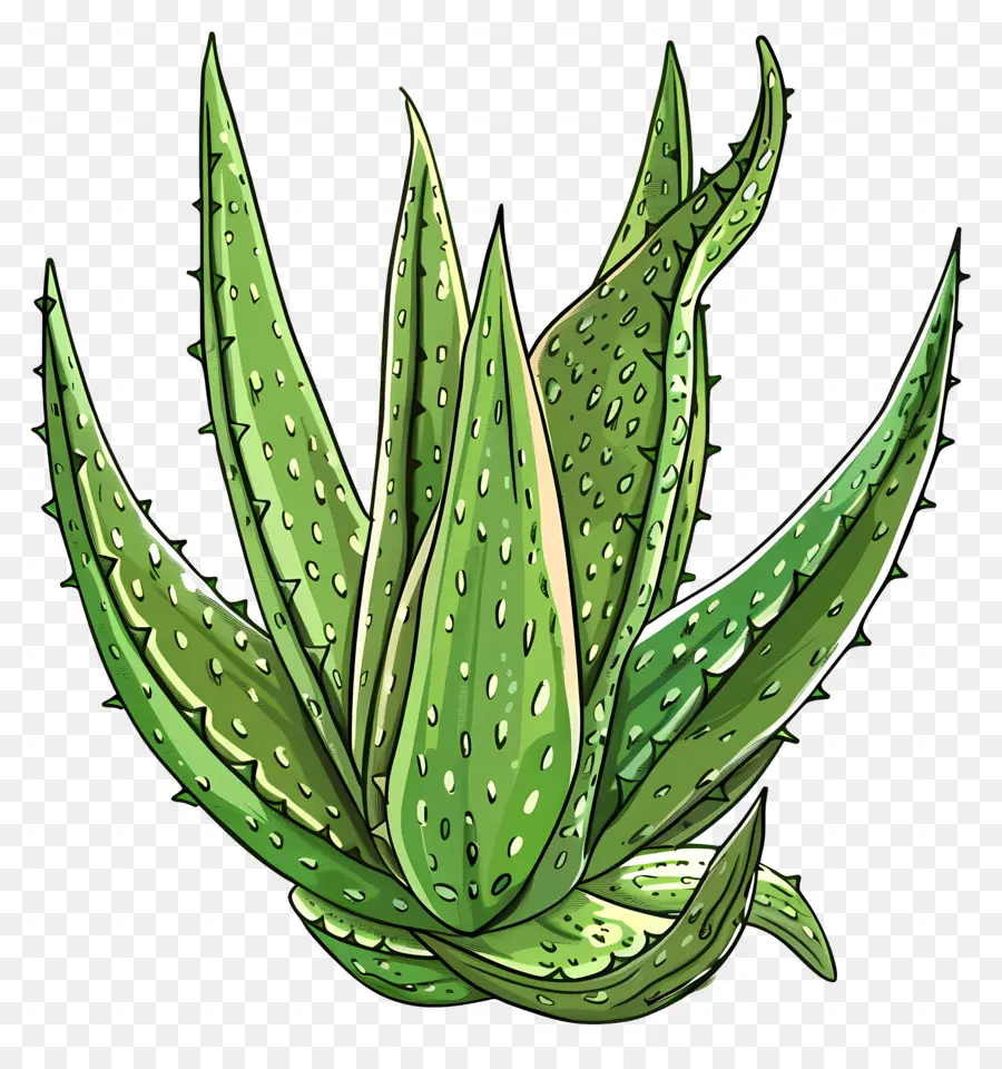 L'aloe Vera，L'usine D'aloès PNG