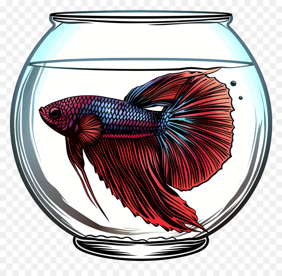 Betta Poissons，Aquarium PNG