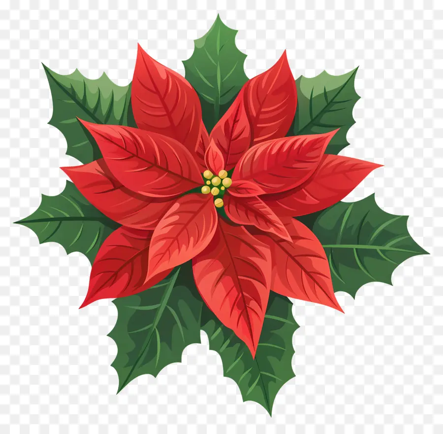 Fleur De Noël，Poinsettia PNG