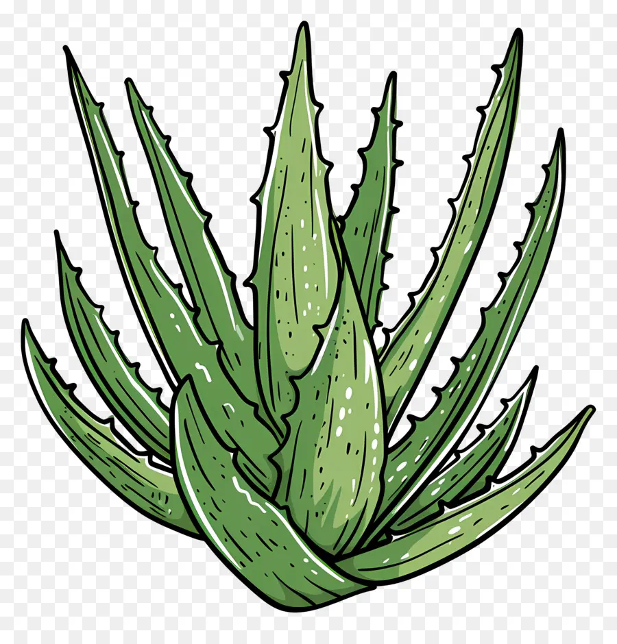 L'aloe Vera，Plante PNG