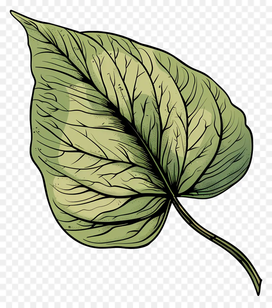 Feuille Verte，Bords Bouclés PNG