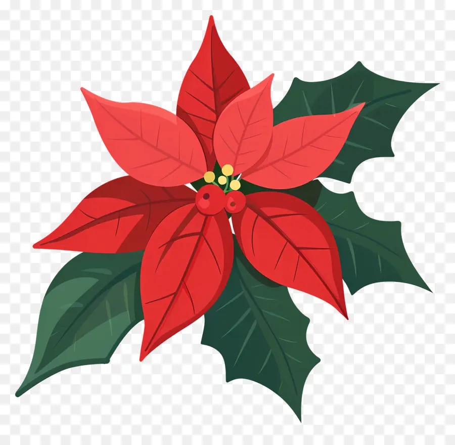 Fleur De Noël，Poinsettia Rouge PNG