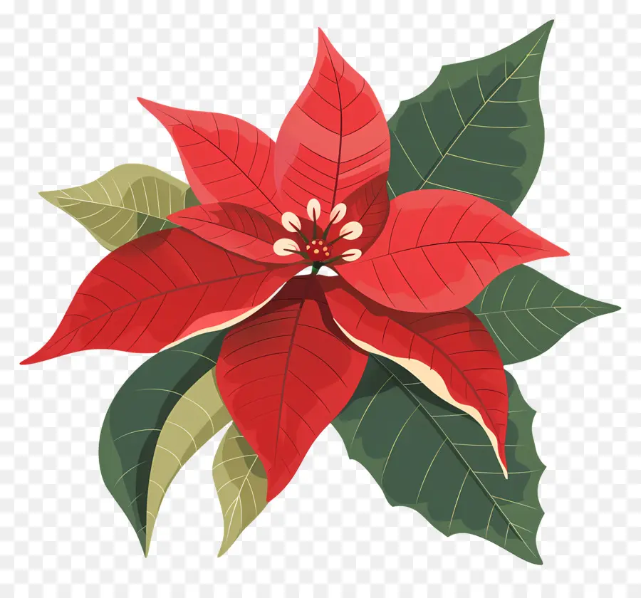 Fleur De Noël，Poinsettia PNG