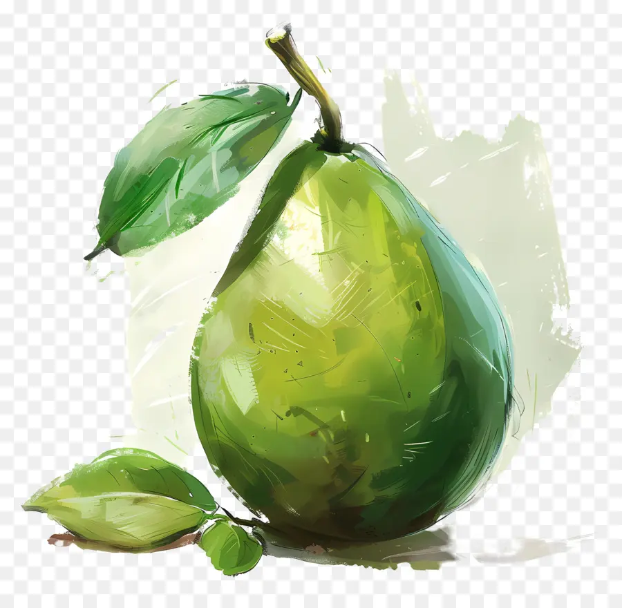 L'avocat，Peinture à L'aquarelle PNG