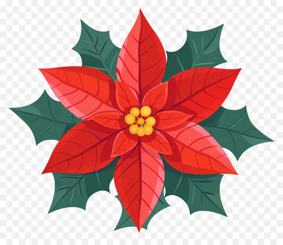 Fleur De Noël，Poinsettia PNG