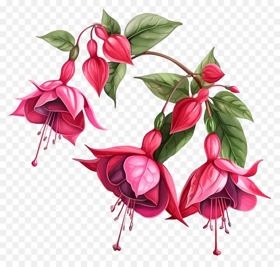 Fuchsia Fleurs，Dessin Au Crayon PNG