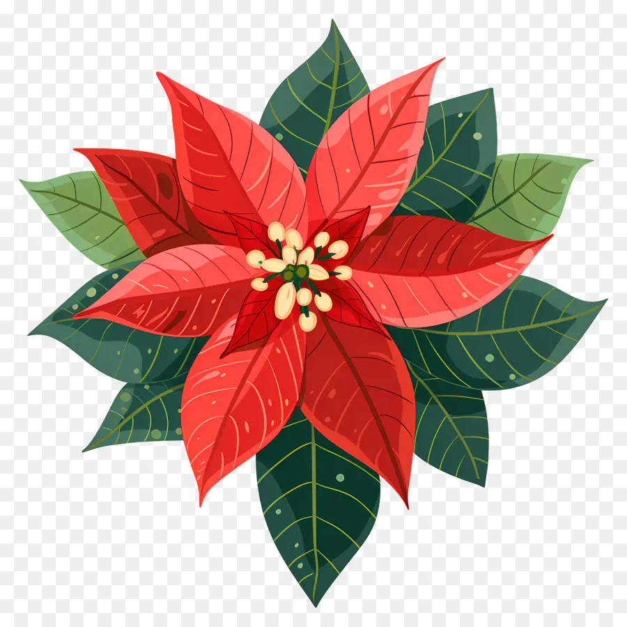 Fleur De Noël，Poinsettia PNG