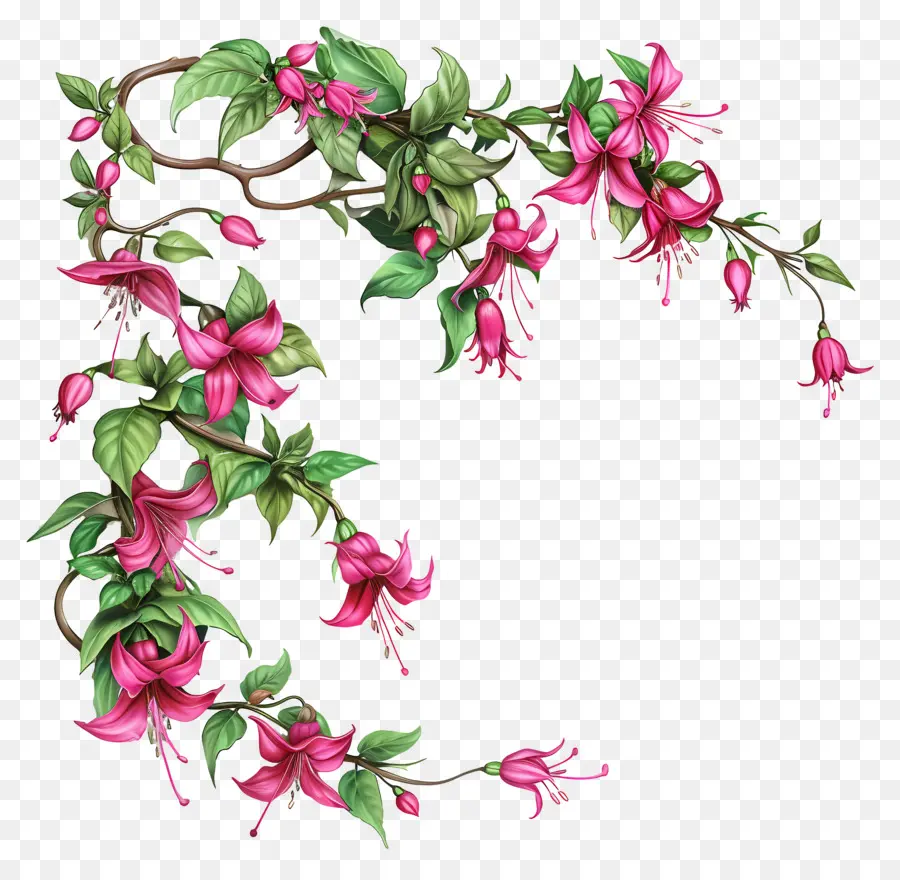 Fuchsia Fleurs，Couronne PNG