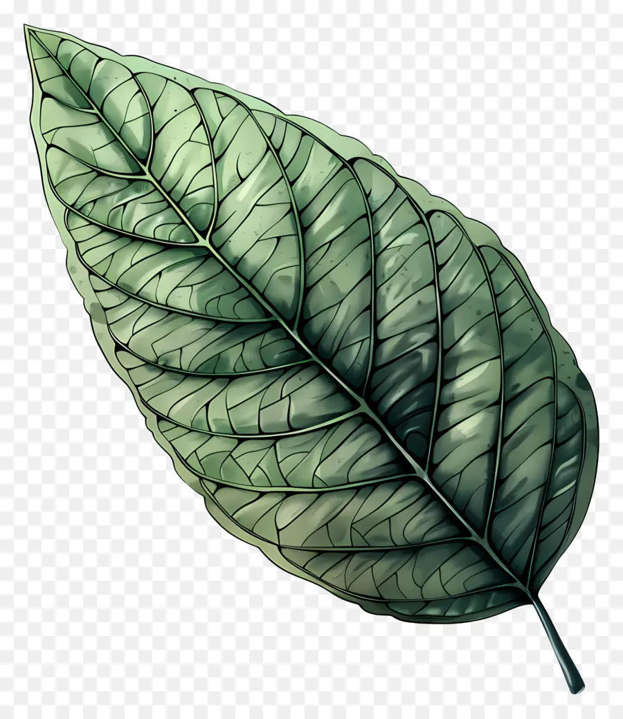 Feuille Verte，Les Veines PNG