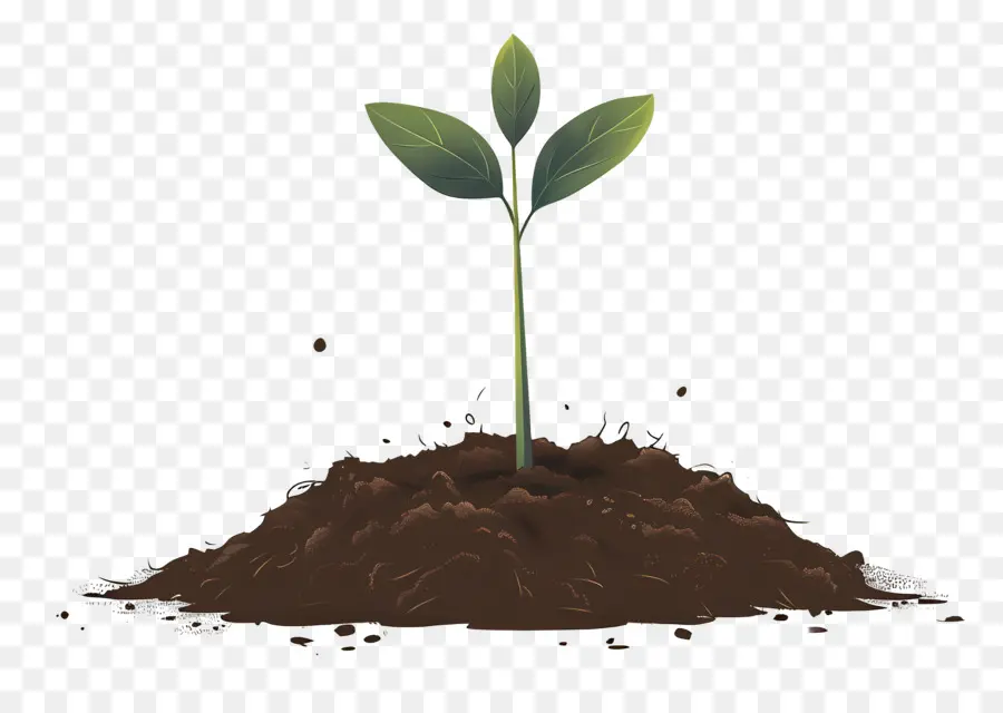 Plante Verte，Usine PNG