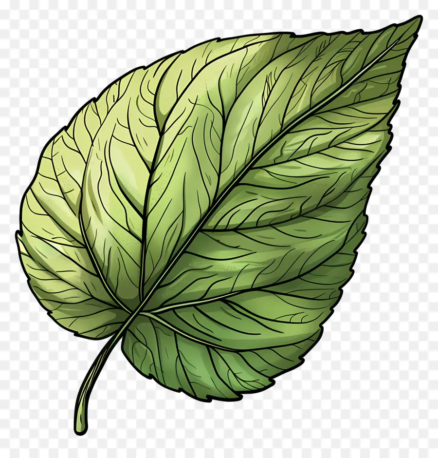 Feuille Verte，Usine PNG