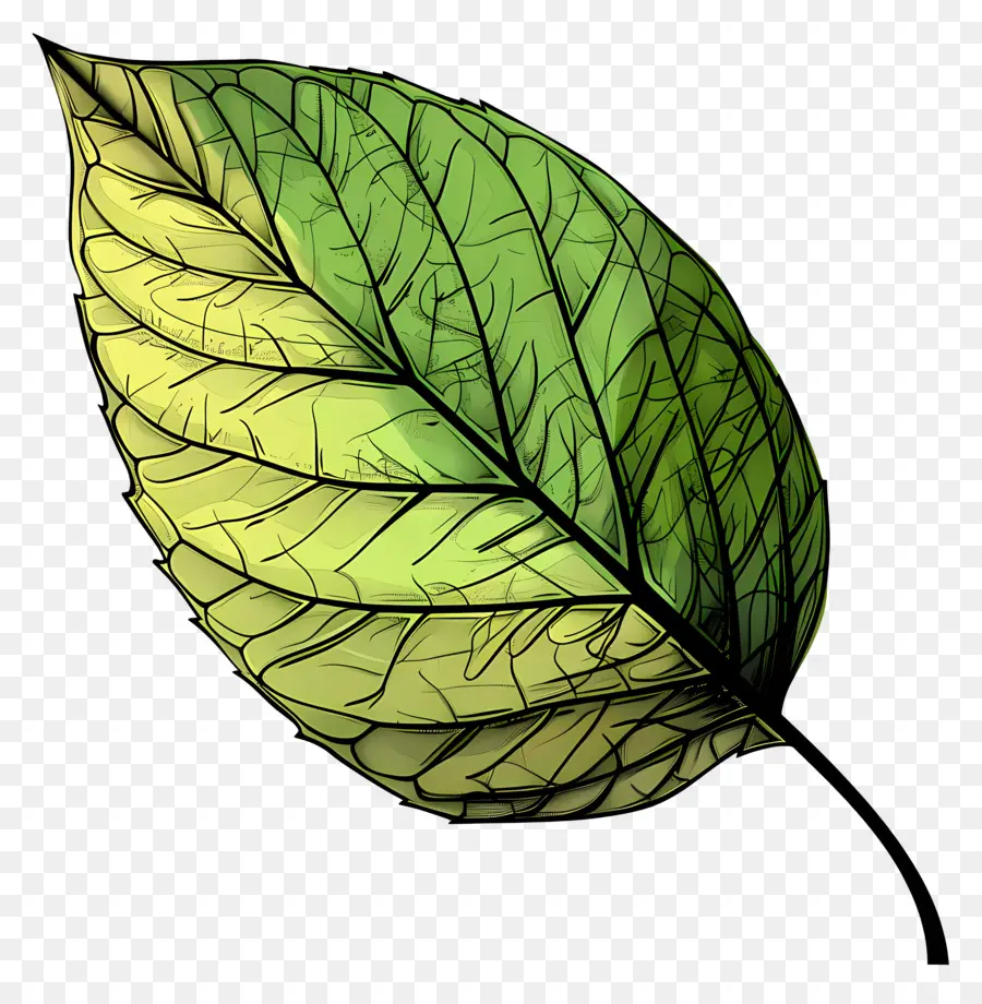 Feuille Verte，Usine PNG