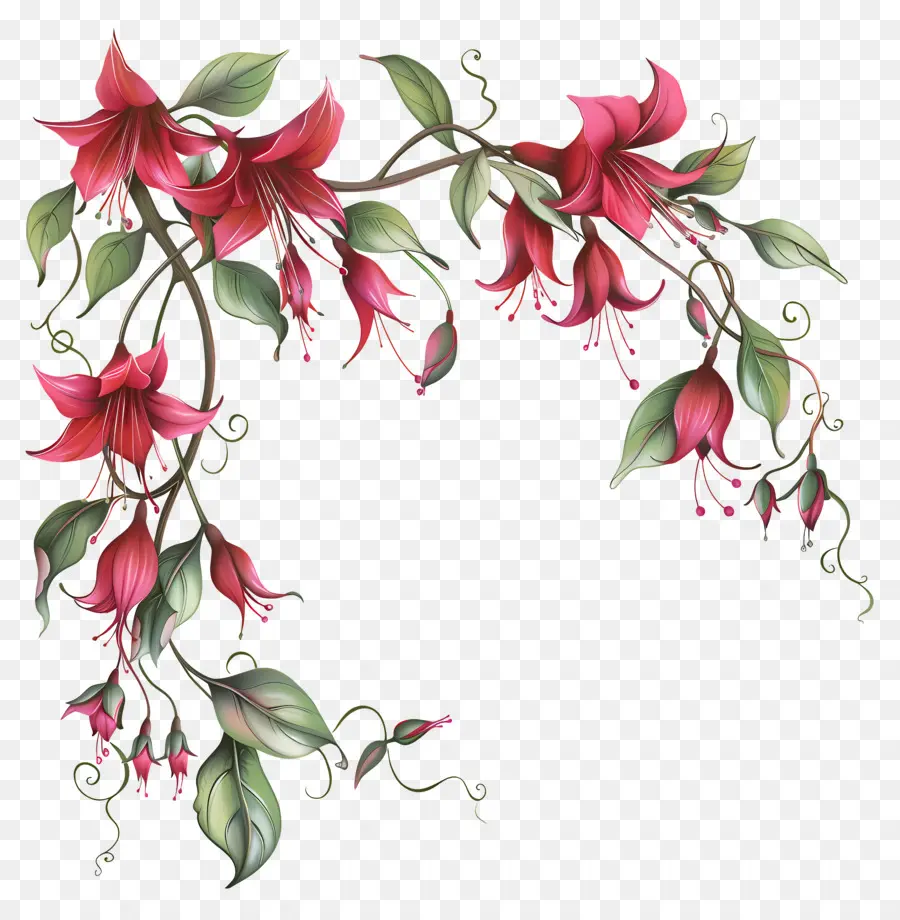 Fuchsia Fleurs，Fleurs Roses PNG