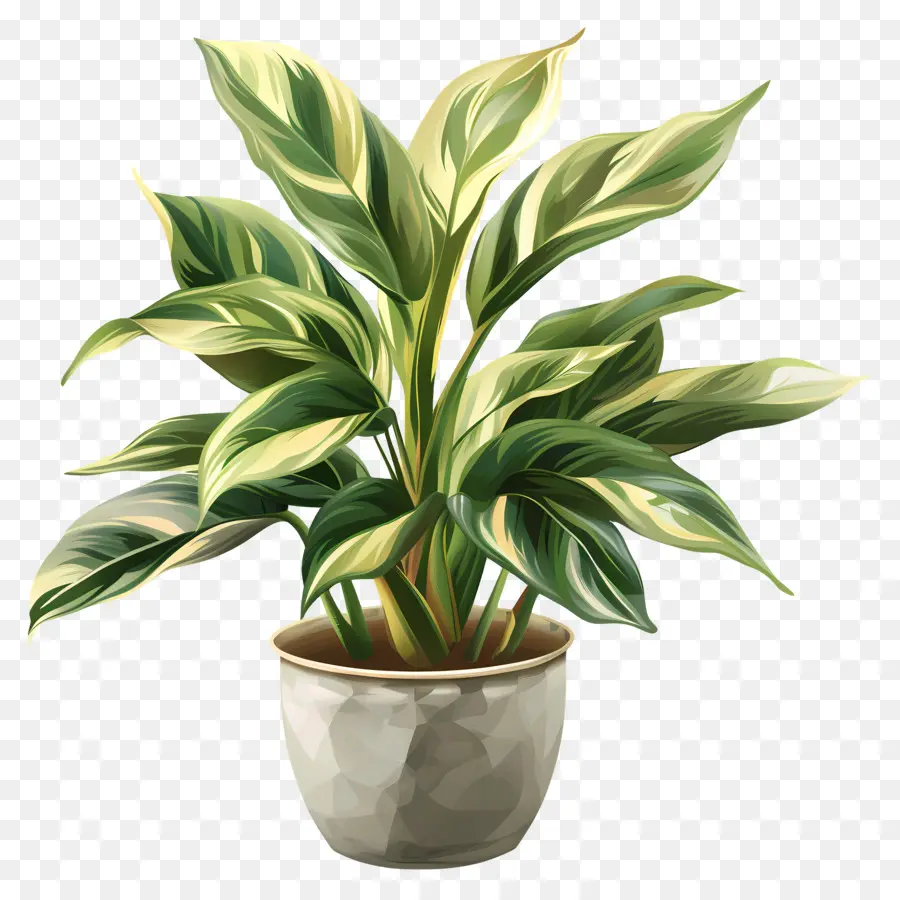 Plante Verte En Pot，Feuilles PNG