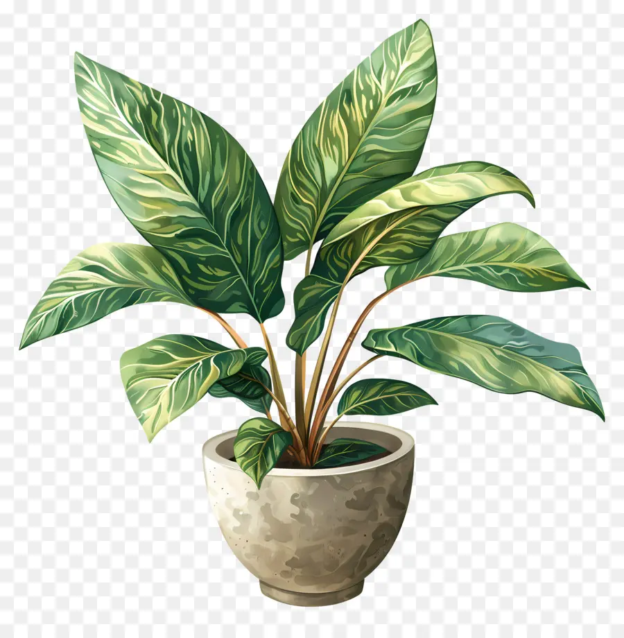 Plante En Pot，Feuilles PNG