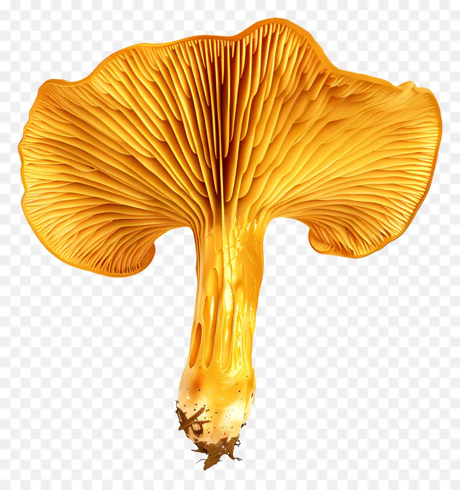 Champignon Orange，Champignons PNG